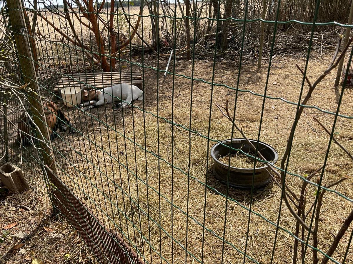 Chambres, Table D'Hotes Et Gites Les Mesanges Saint-Jean-de-Sauves Esterno foto